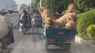 سيارة مليئة بالكلاب الذهبية الكبيرة