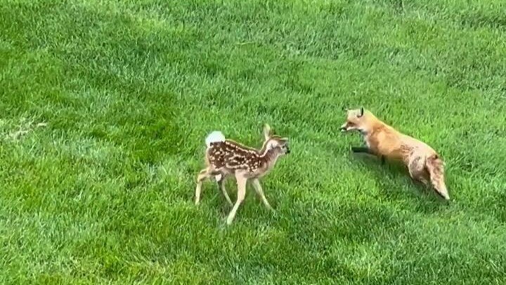 The fox spotted the fawn and waited for its chance to kill it, but the mother deer arrived just in t