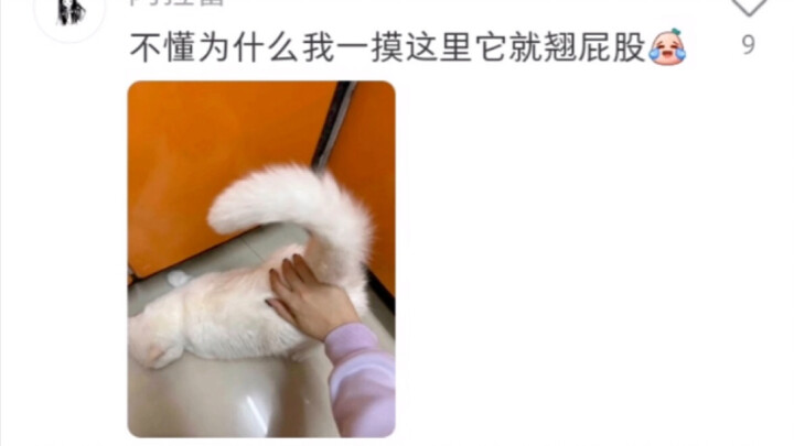 Laugh your way to riches! Another feline literary master joins the ranks.