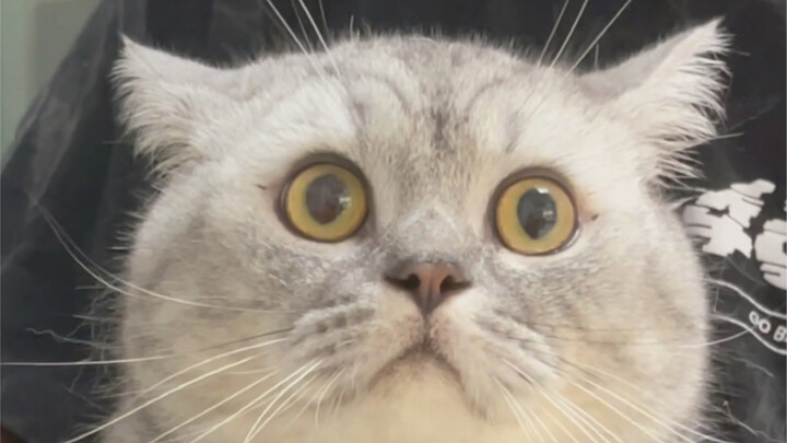 أخيرًا عرفت لماذا يوجد هذا العدد الهائل من مستشفيات القولون والمستقيم في تشونغتشينغ؟ حتى القطط يمكن 