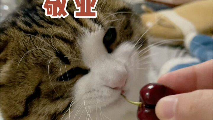 How cat owners eat cherries hahaha