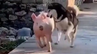 [Animals]Interesting scenes in animal world