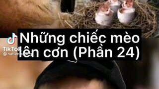 những chiếc mèo lên cơn