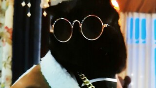 Bagaimana cara berdandan yang cantik untuk seekor kucing hitam?