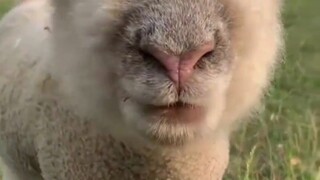 这样的小羊你肯定没见过