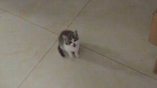 Is this the sound a kitten can make?