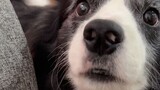How to get the admiration of Border Collie