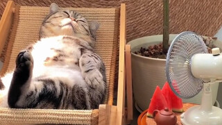 “猫科动物就算是睡着也十分警惕”