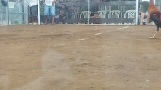 red vs red championship round