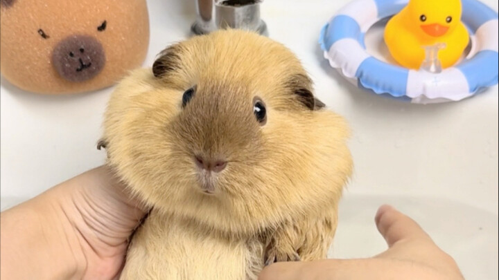 又来洗你那个破土豆了！