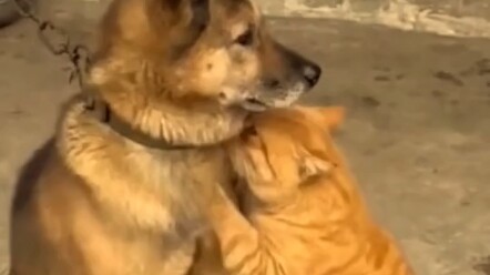 If two birds are meant to stay together for a long time, it’s not about cats and dogs.
