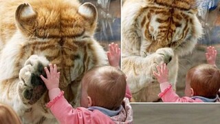 Kids And Animals At The Zoo 13 - Animals Funny Video | Pet Squad