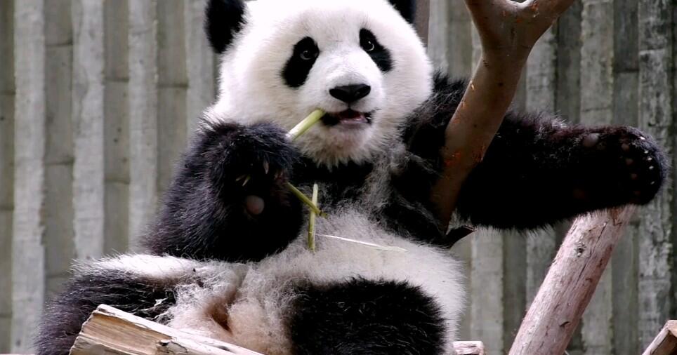 Pandas to int
