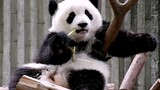 Panda cantik "menyikat gigi", kulaporkan polisi jika terus sok imut