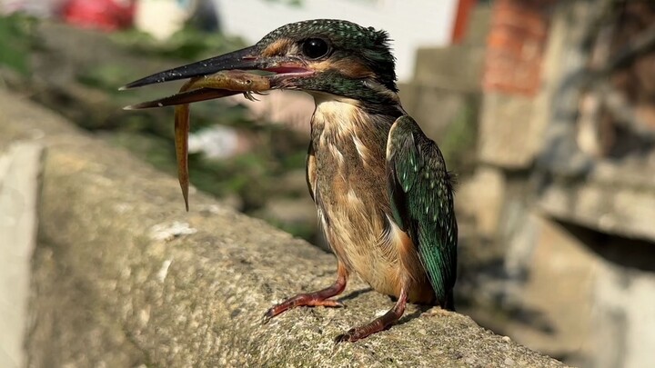 Burung kingfisher terakhir telah pergi...
