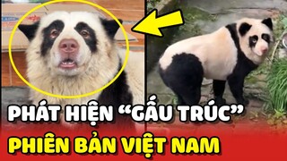 Phát hiện Việt Nam cũng có GẤU TRÚC nhưng nhìn nó quen quen 😂 | Yêu Lu