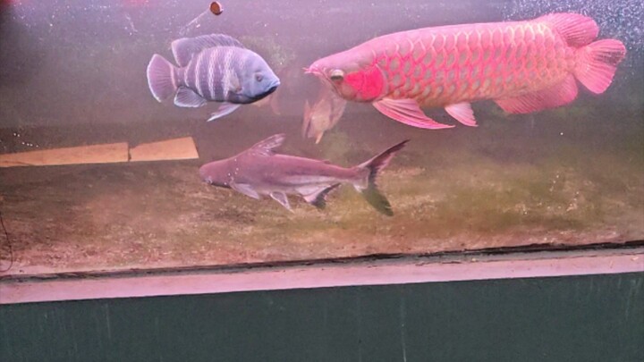 🔥 SR Arowana — The Perfect Mix