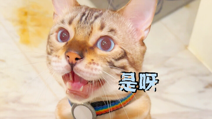 Cats and dogs say "I love you" in different ways.