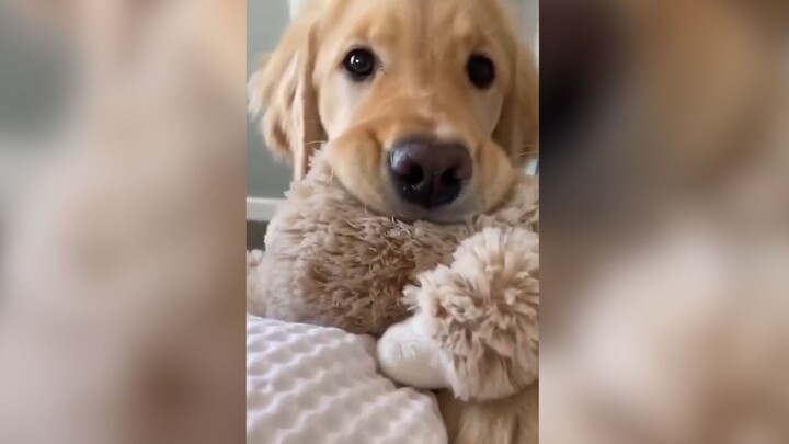 [Golden Retriever] Mama！Play！With！Me!