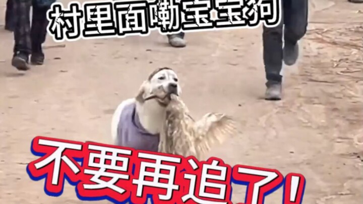 Anjing kesayangan satu-satunya di desa