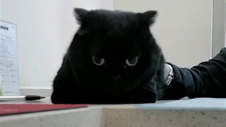 我家黑猫拉稀了！