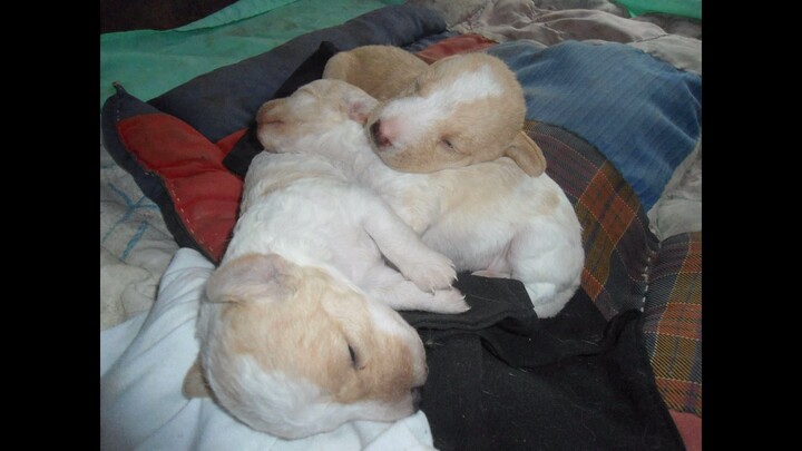 Besh's Puppies in 2012