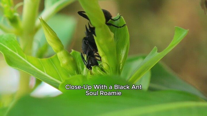 Close-Up With a Black Ant