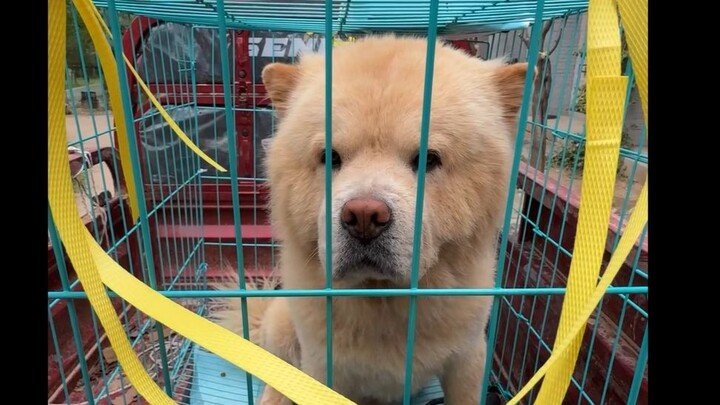 A new hero has arrived: a four-year-old Shiloh Shepherd named Lu Dan, who’s fiercely protective of h