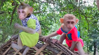 Tiny adorable Toto and Yaya learning a lot about new experiences in the jungle