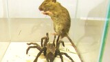 [Insect] Feverish Spider VS Raging Rat, An Epic Battle!