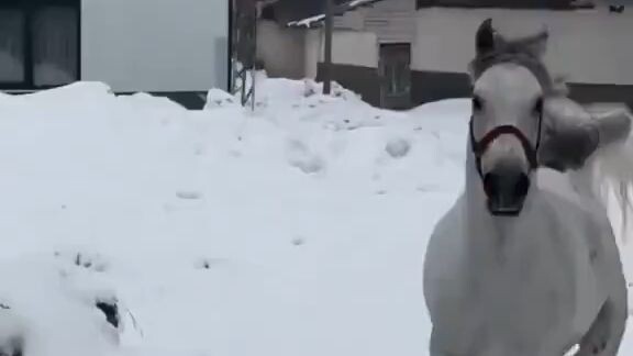 Horses are yet another proof of dogs.