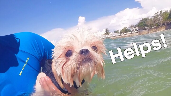 My Shih Tzu  Learns to Swim For The First Time | Cute & Funny Dog Video