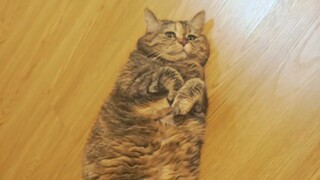Today is the belly-rubbing day.