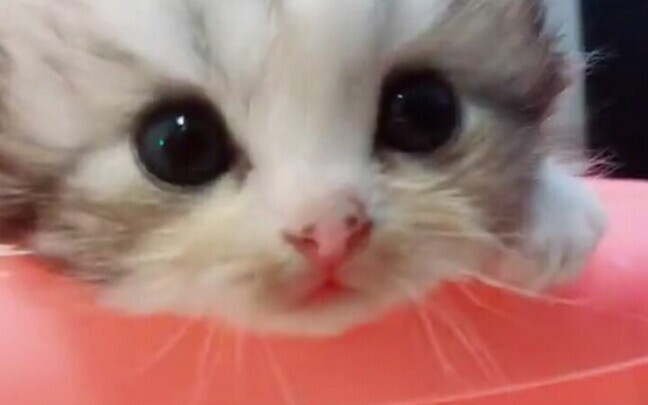 ลูกแมวนม~ ลูกแมวนมตัวน้อยเยอะแยะเลย~! เมี๊ยวๆๆ ลูกแมวนมพลิกท้องให้เกาพุง