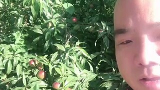 刀哥介绍自家菜园果园