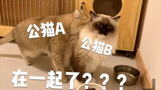我家的两只公猫在一起了！！！---- 【睡觉把猫关卧室外面会怎样- 上】邓峰的vlog