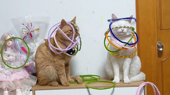 Raising cats is just for fun!