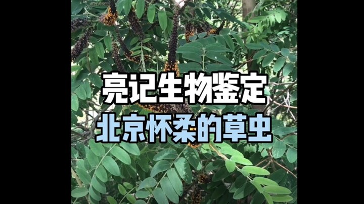 【ليانغجي للتعرف البيولوجي】 حشرات الأعشاب في هوايرو ببكين