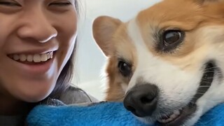 "ربما لهذا السبب يربي الناس الكلاب!"