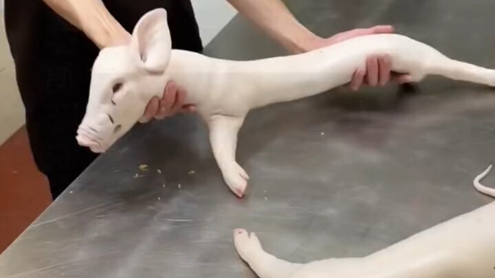Apakah babi ini masih bisa dimakan?