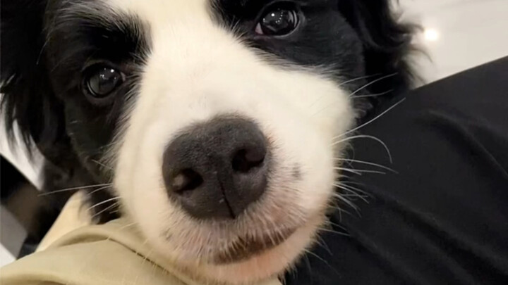 พอหมาออกไปข้างนอกก็โดนแดดเผาจนแสบจิ๋ม รู้สึกเสียใจที่ออกมา!