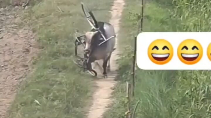 साइकल चोरेर गोरु भाग्यो