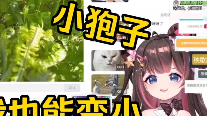 Northeastern roe deer couldn't help but laugh when they saw "Lao Deng's vegetable garden has a new l