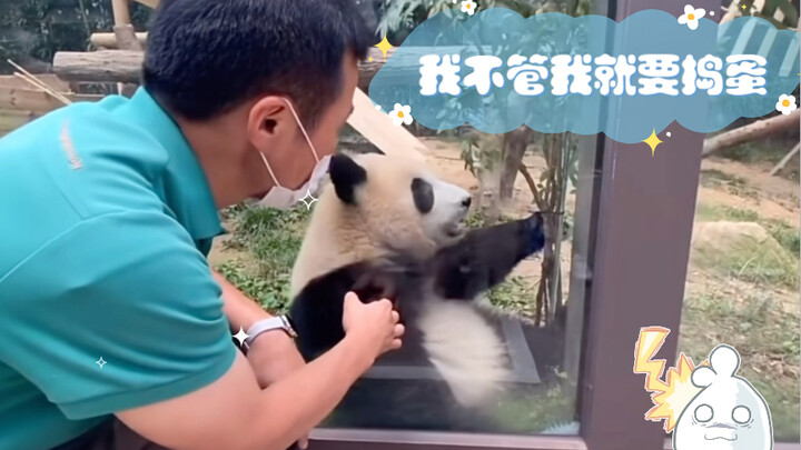 Cute pandas all love and protect trees… Fu Bao, why are you so unkind? (Original source)