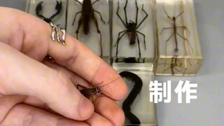 都可以做成标本