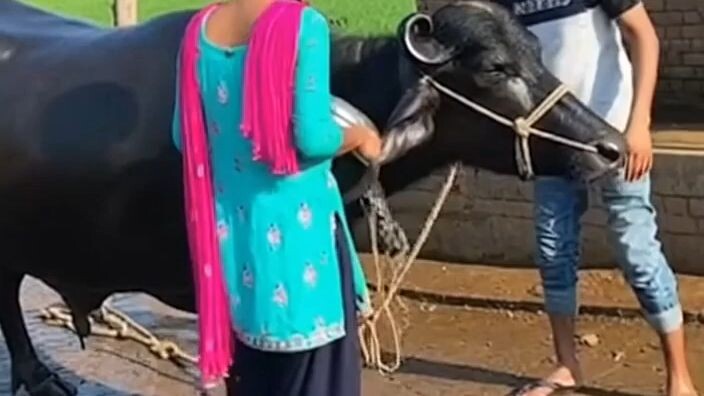 entertainment video