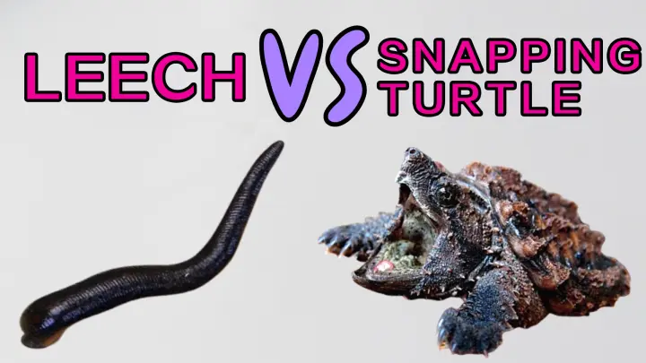 Which one will win in the battle, a leech or a snapping turtle?