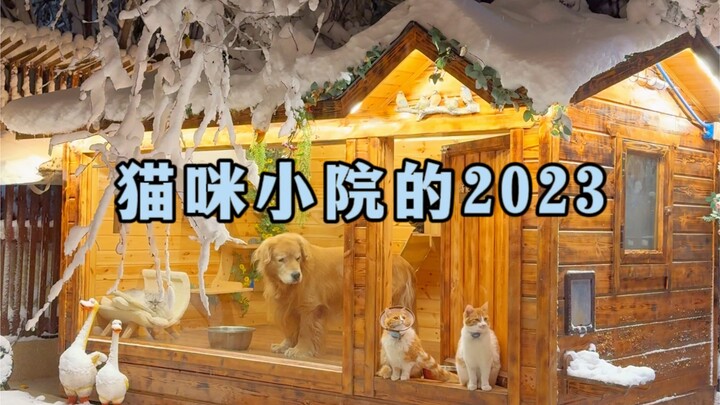 猫咪小院的2023年终总结~