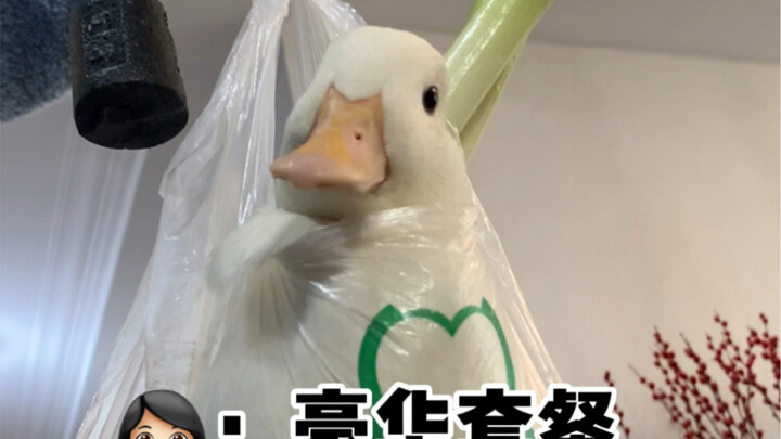 Life is tough, and the duck feels overwhelmed.