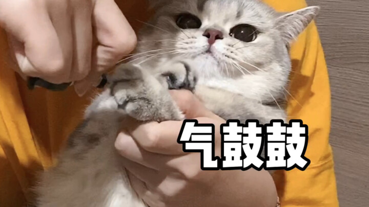 Cảm giác khi cắt móng cho chú mèo脾气暴躁 là như thế nào?